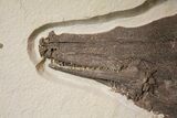 Museum Quality Gar (Lepisosteus) - Green River Formation #31423-2